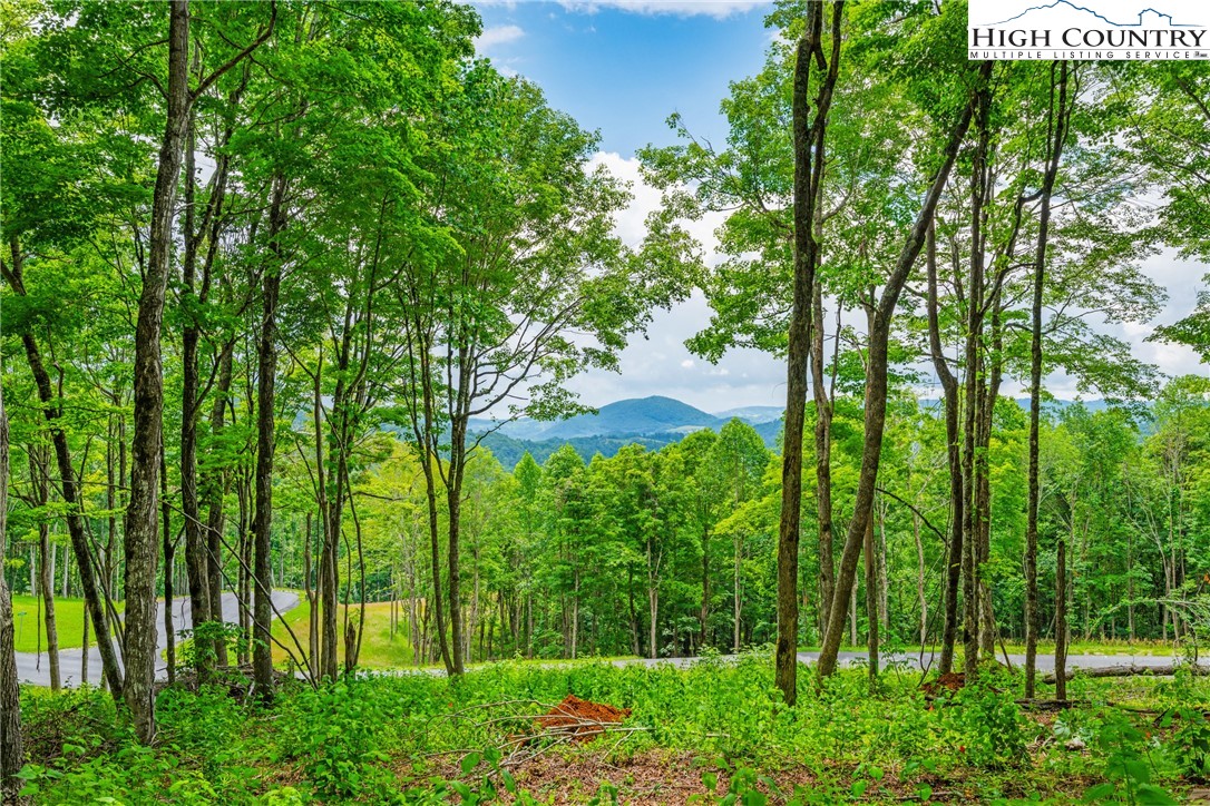 Lot 24 Poplar Forest Drive Boone, NC 28607 - Photo 3 of 15 a view of a garden with plants