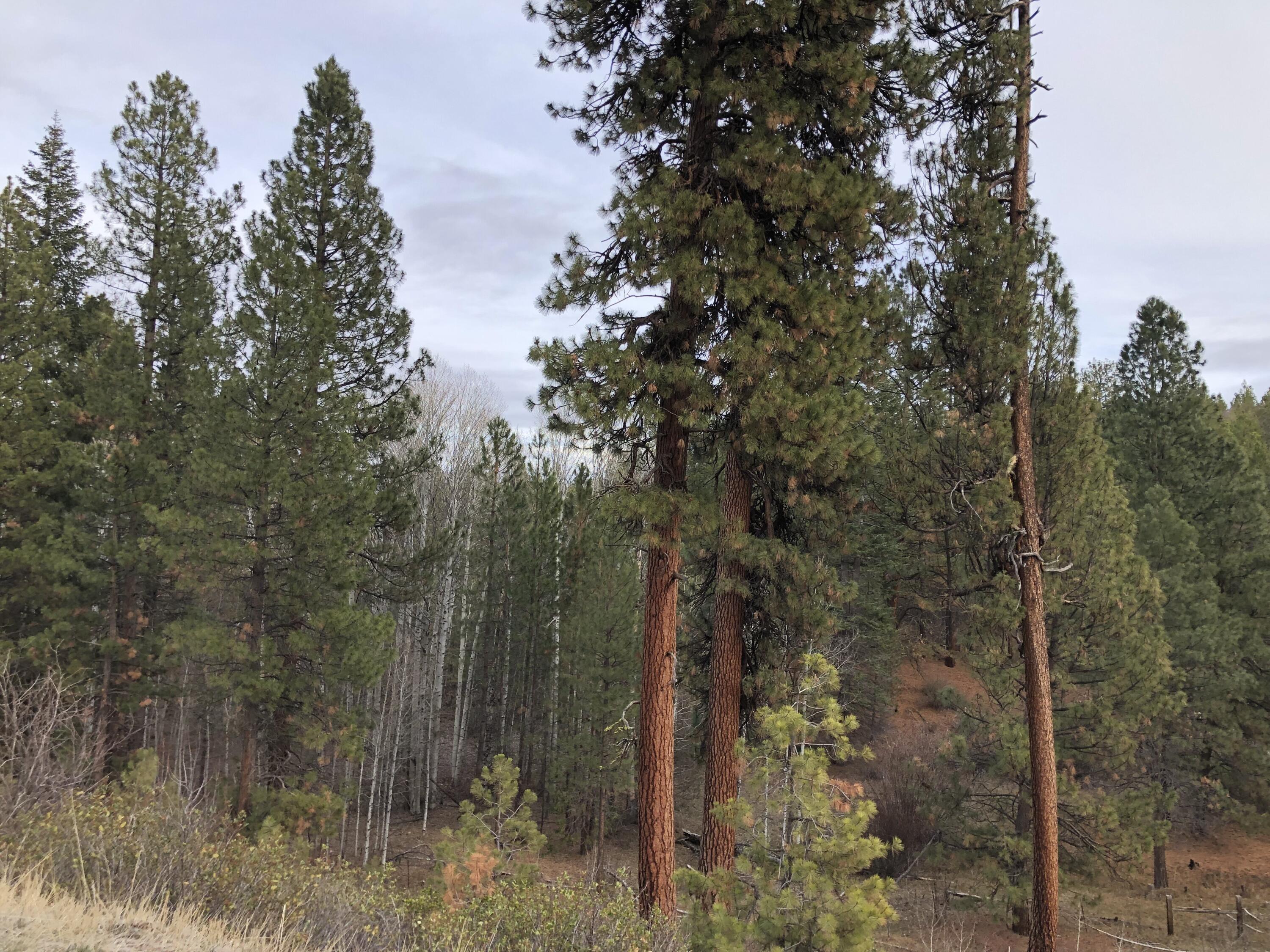 Bliss Road, Unit 2600 Sprague River, OR 97639 - Photo 15 of 30 More of the many trees