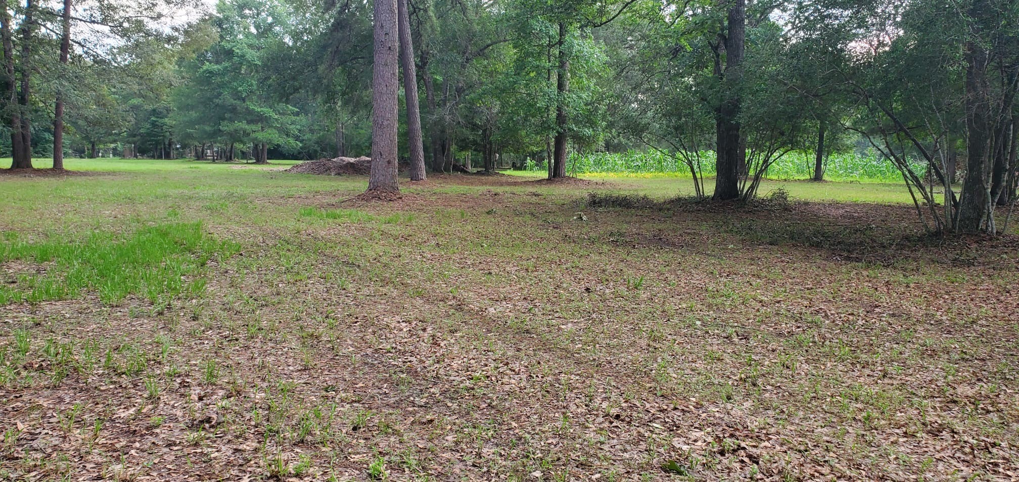 16868 FM 1484 Road Conroe, TX 77303 - Photo 4 of 8 a view of outdoor space with trees