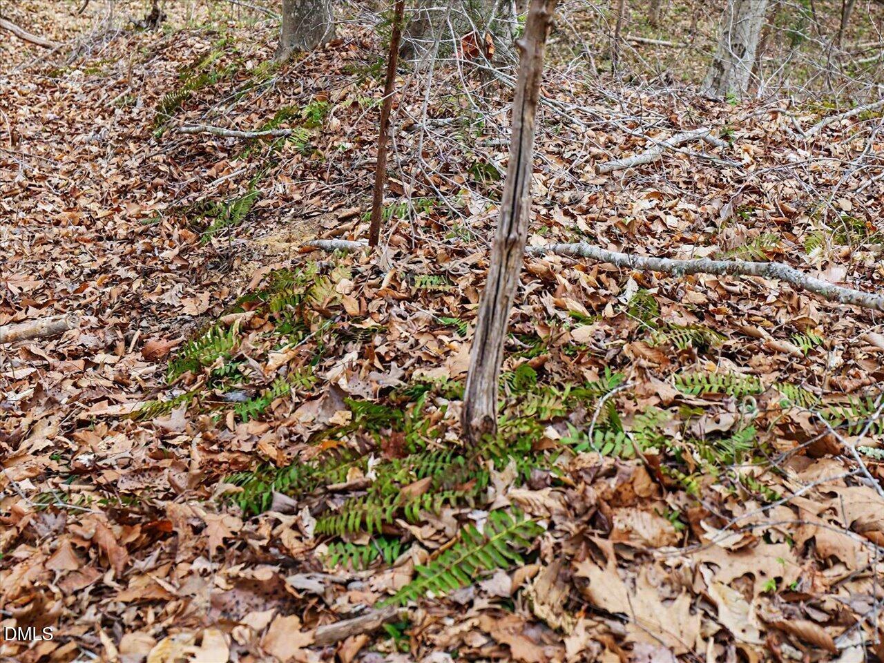 7793 Ridgeville Road Leasburg, NC 27291 - Photo 44 of 91