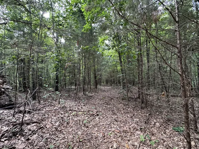 a view of a forest with trees