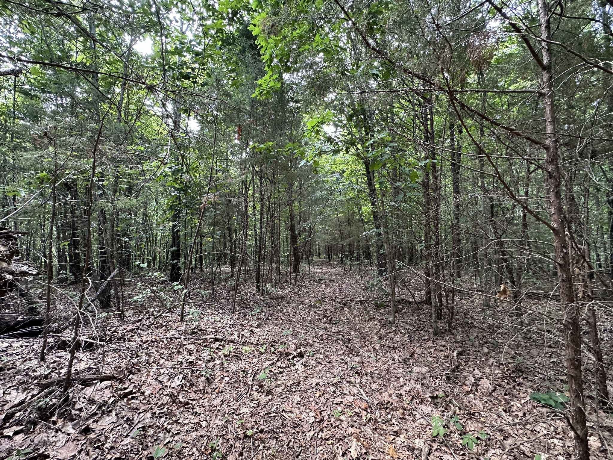 a view of a forest with trees