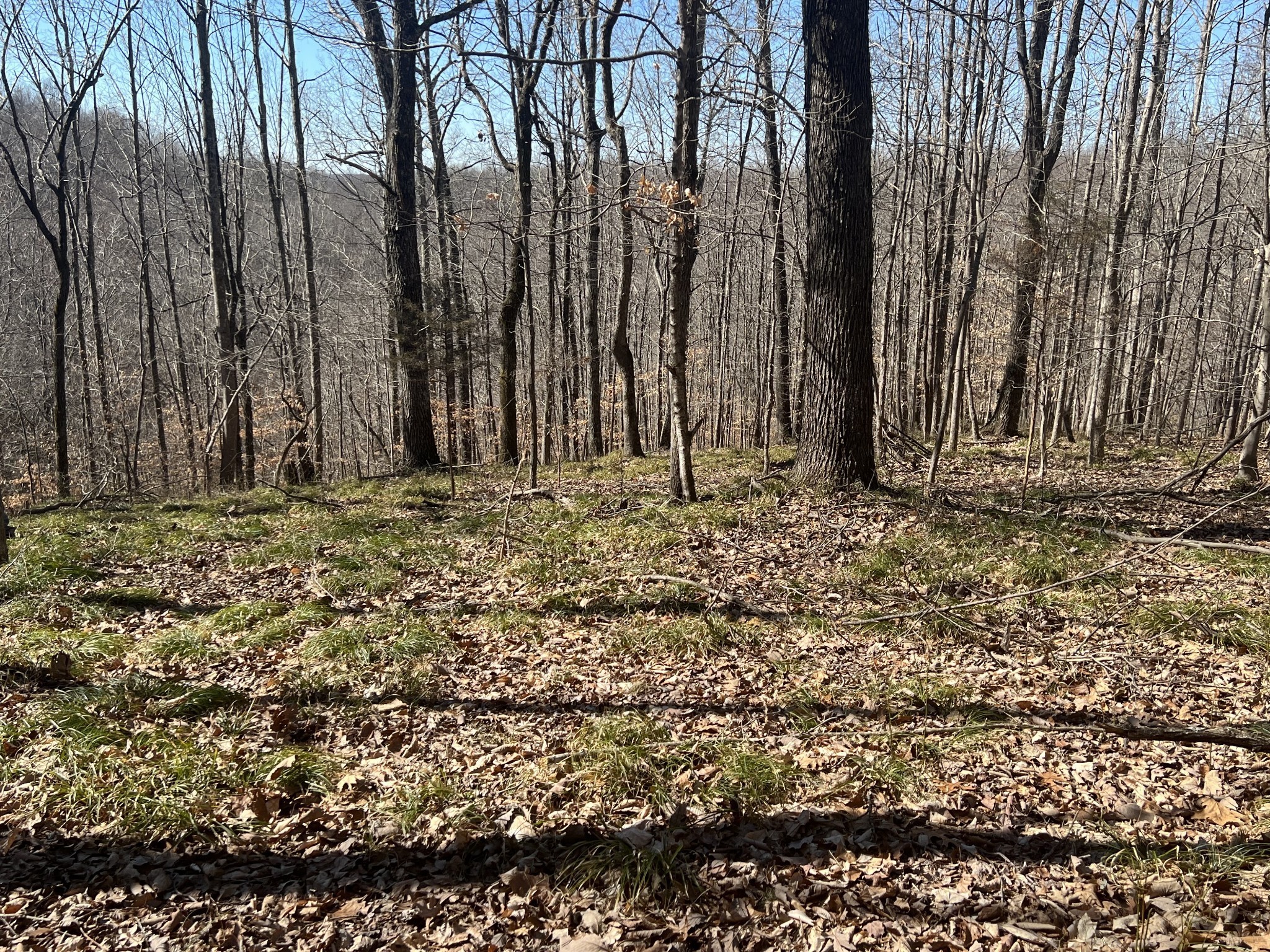 0 Kirby Hill Road Ashland City, TN 37015 - Photo 12 of 16 a view of outdoor space with trees