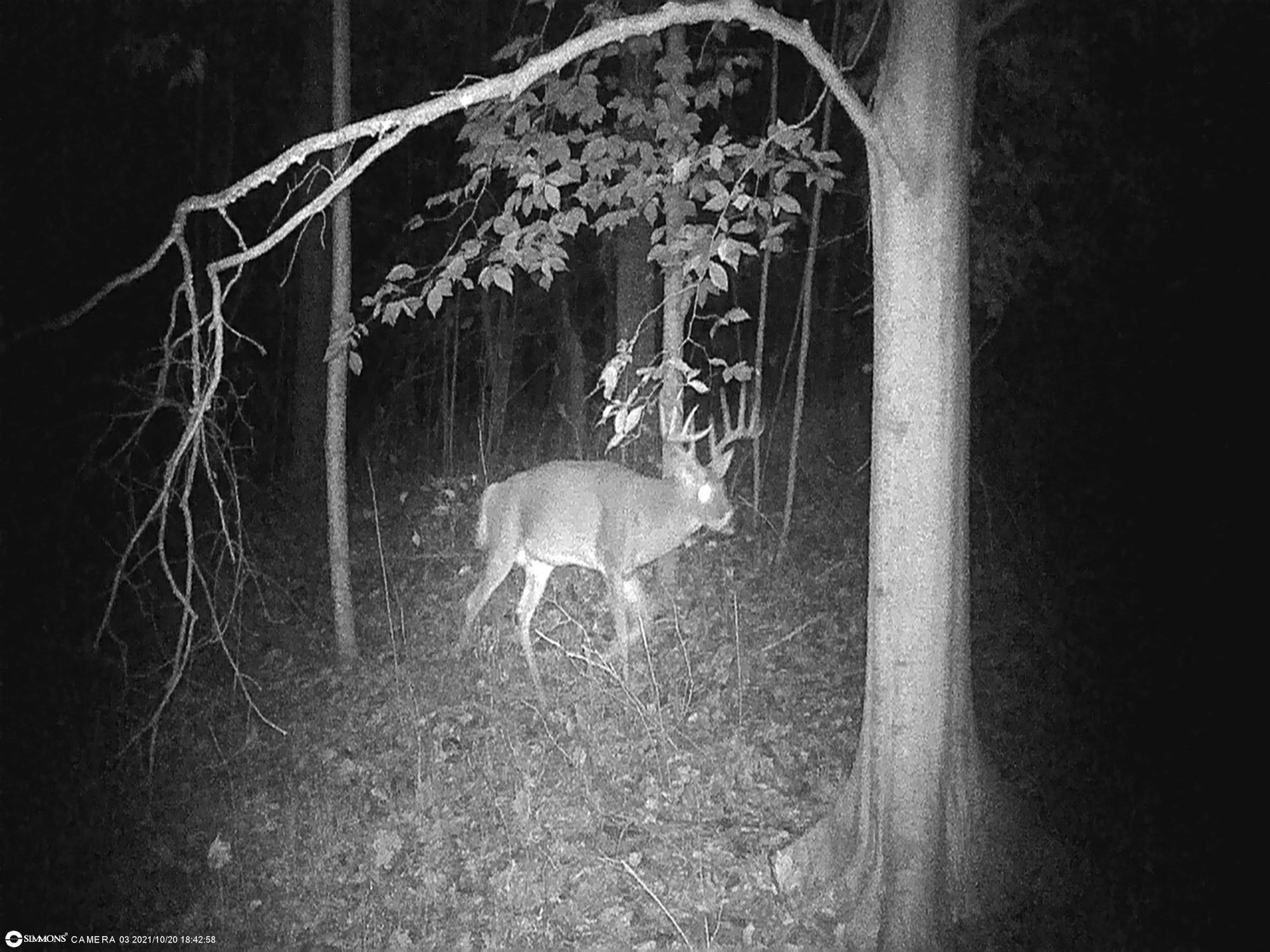 0 Kirby Hill Road Ashland City, TN 37015 - Photo 4 of 16 a view of walk in closet with clothes