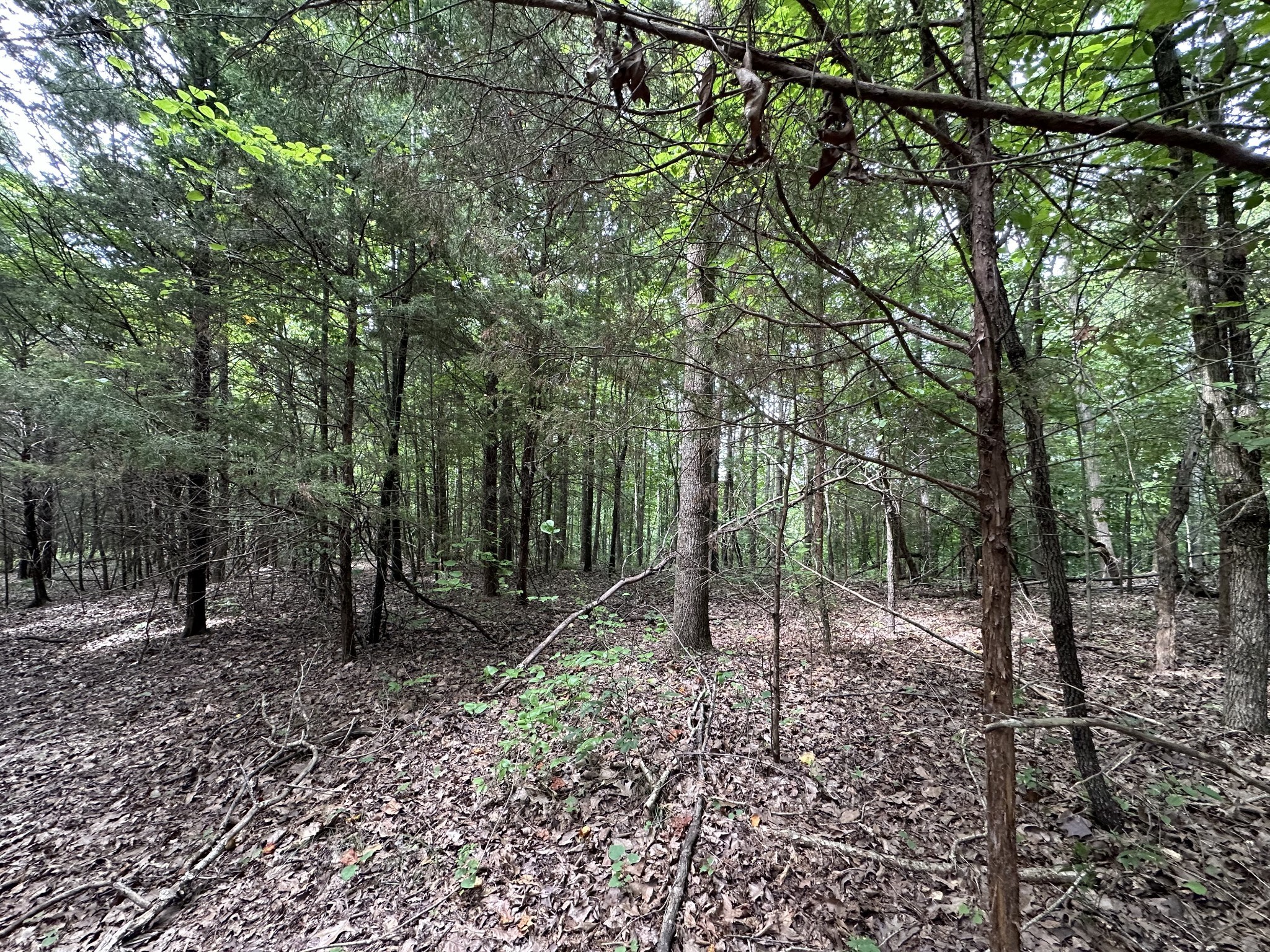 0 Kirby Hill Road Ashland City, TN 37015 - Photo 5 of 16 a view of a forest filled with trees