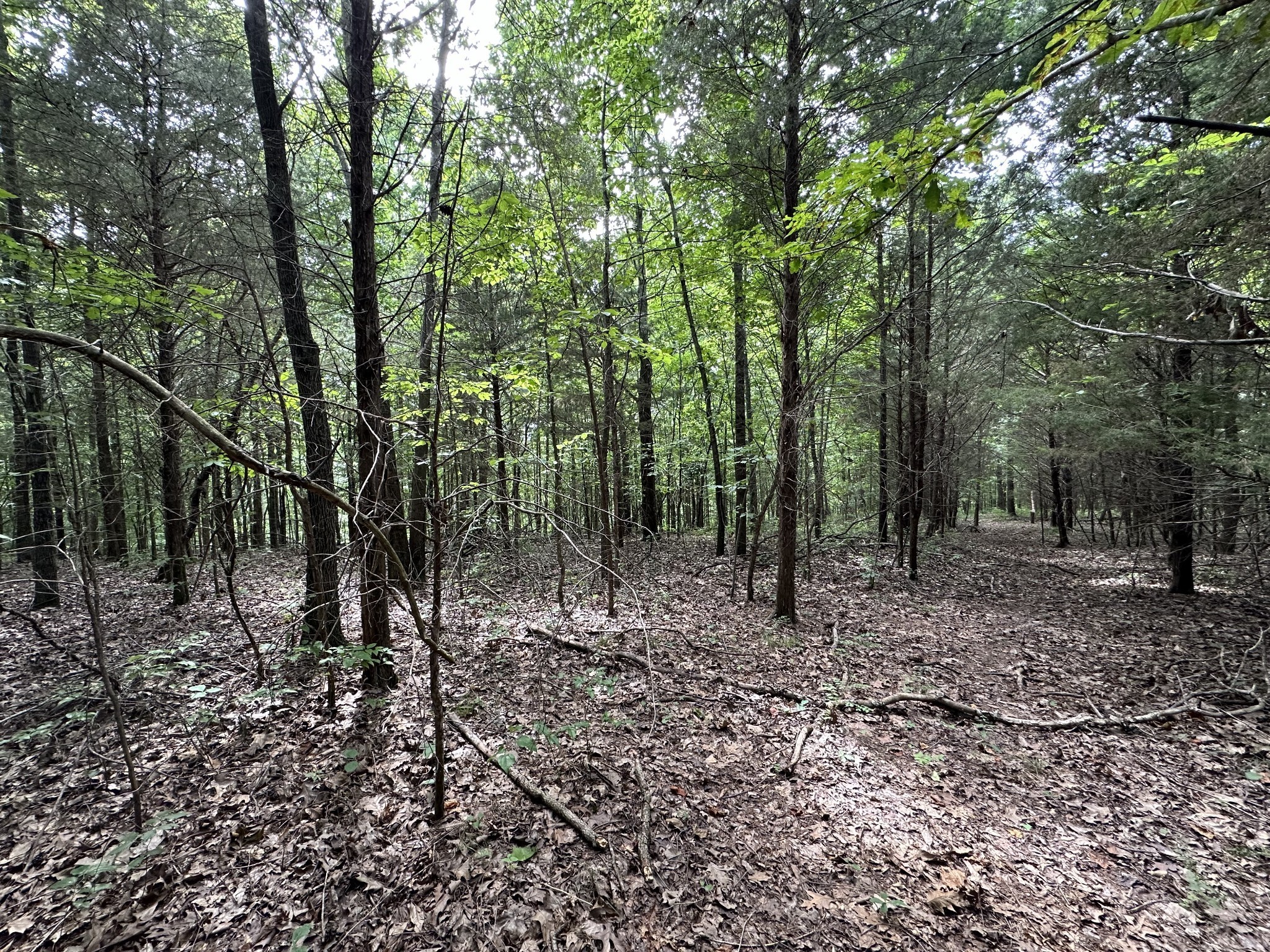 0 Kirby Hill Road Ashland City, TN 37015 - Photo 6 of 16 a view of a forest with trees