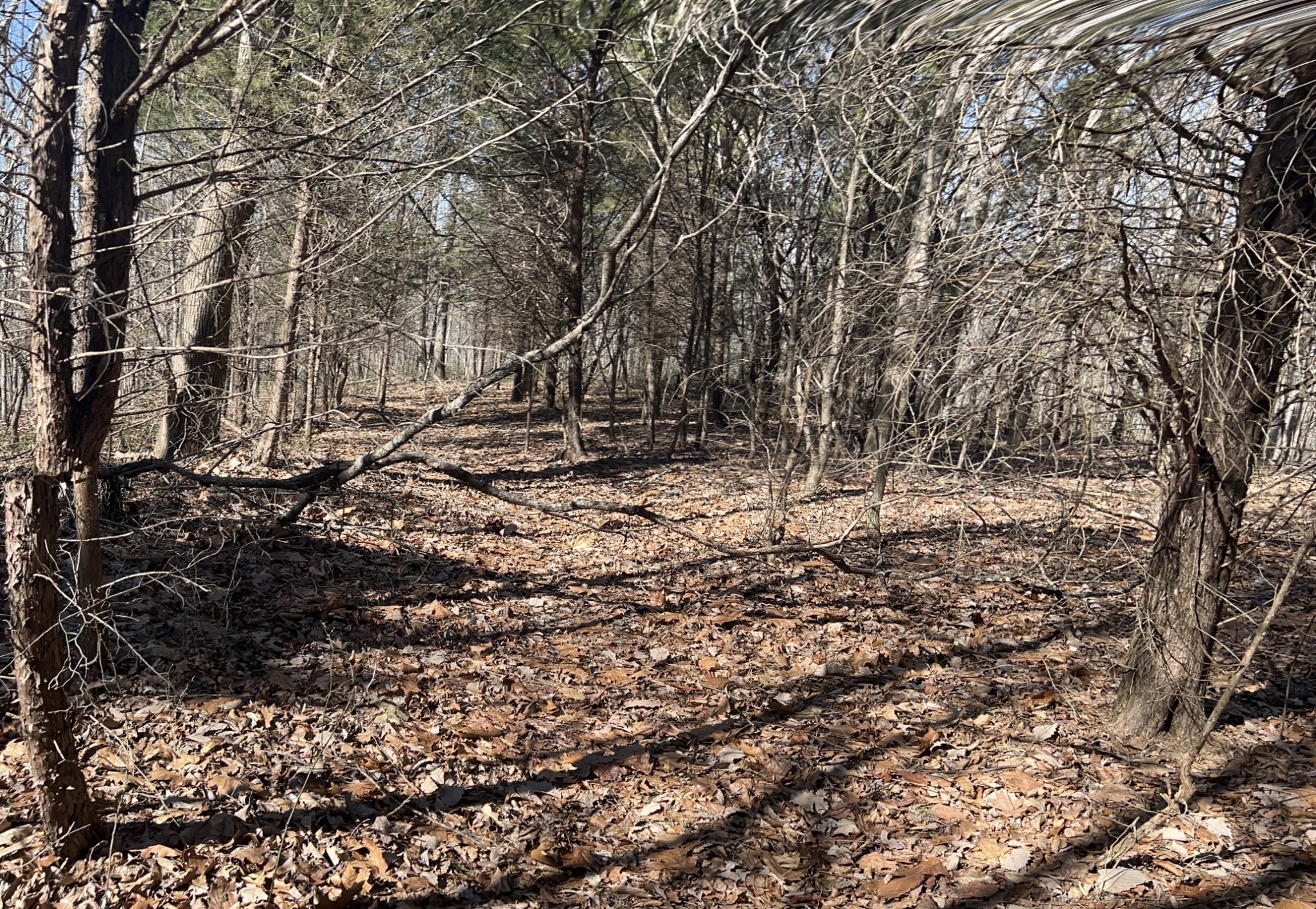 0 Kirby Hill Road Ashland City, TN 37015 - Photo 10 of 16 a view of a yard with a tree