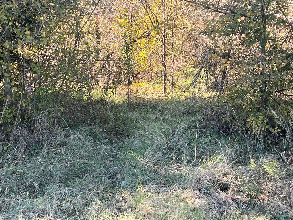 0 Lcr 454 Groesbeck, TX 76642 - Photo 16 of 26 a view of a forest with lots of trees