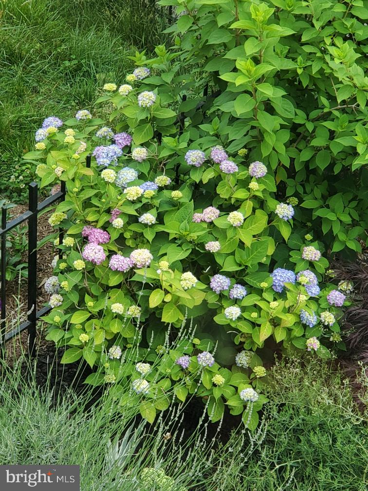 1724 E Street Northeast Washington, DC 20002 - Photo 22 of 24 Hydrangea in front garden