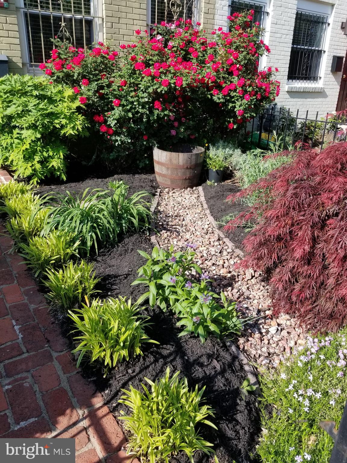 1724 E Street Northeast Washington, DC 20002 - Photo 23 of 24 Constant show of colors in the garden.