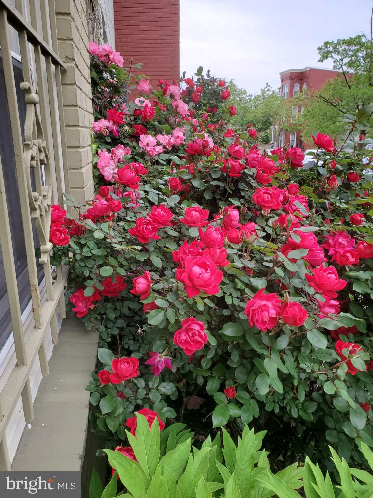 1724 E Street Northeast Washington, DC 20002 - Photo 24 of 24 Rosebush