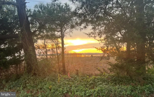 a view of a yard with large trees