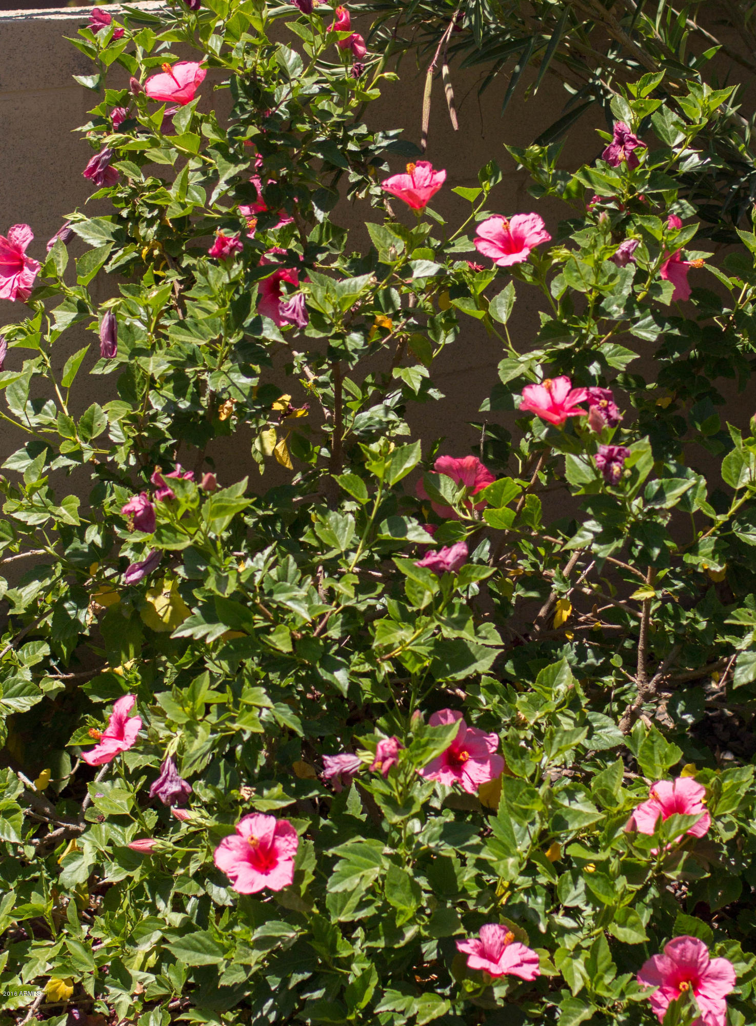 20117 East Quintero Road Queen Creek, AZ 85142 - Photo 66 of 82 Hibiscus