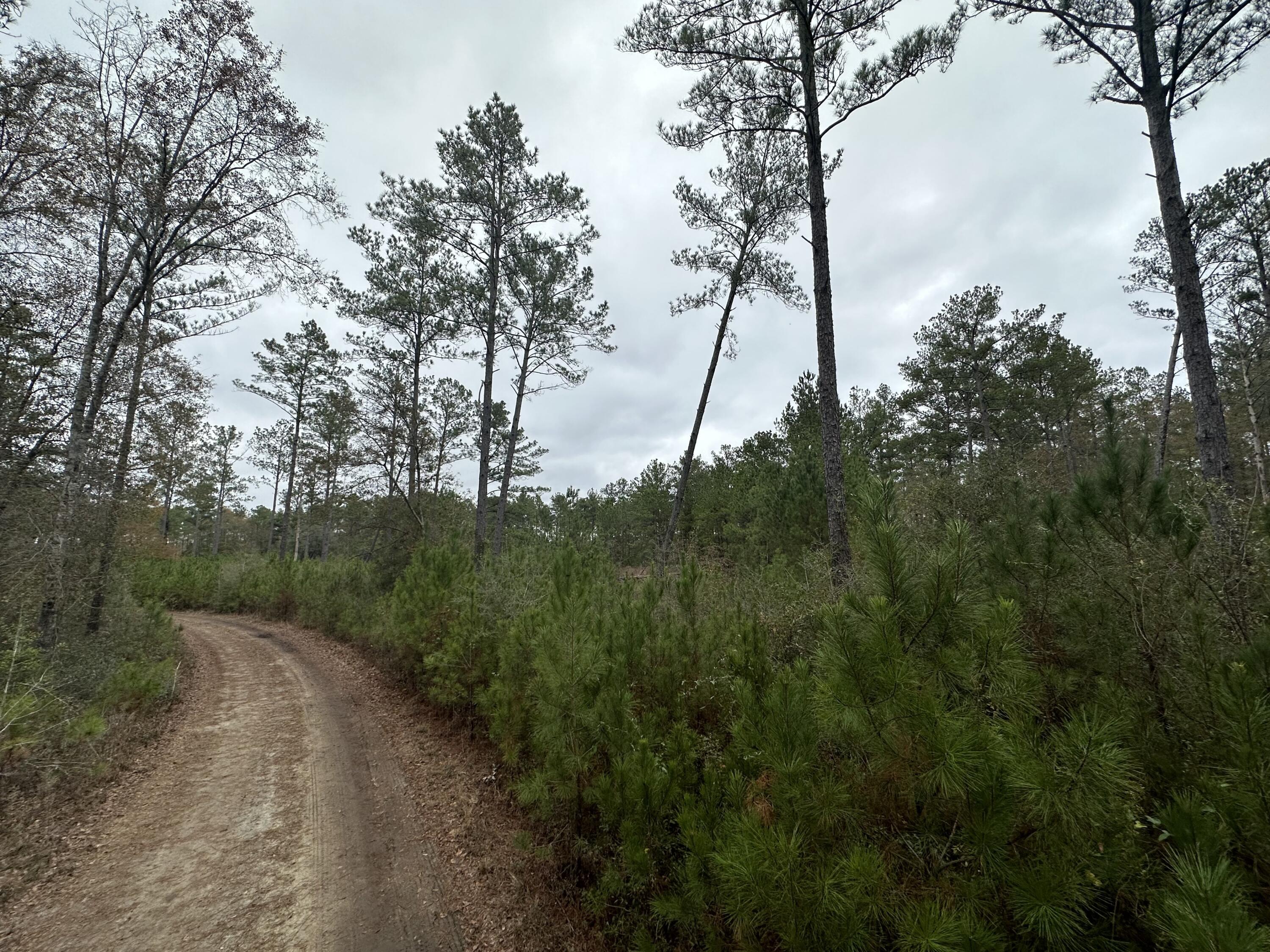 Tract#6410 Tract Road, Unit WEST 4 Bonifay, FL 32425 - Photo 1 of 7 IMG_6408