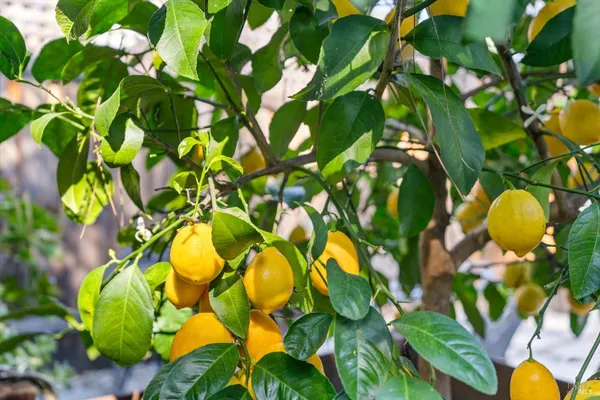 $895,000 | 346 Piper Street, Healdsburg, CA 95448