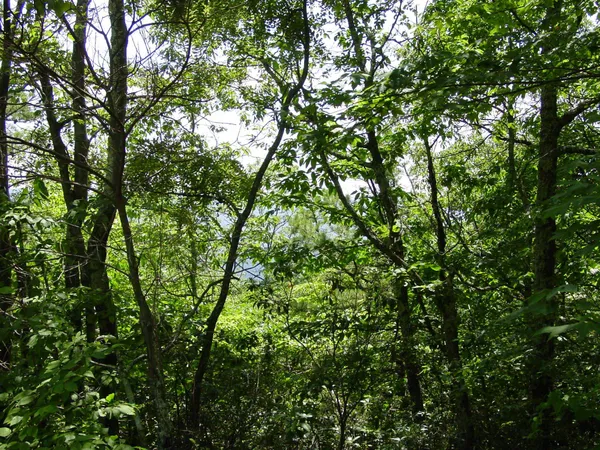 $25,000 | Tbd High Valley Drive South, Monterey, VA 24465