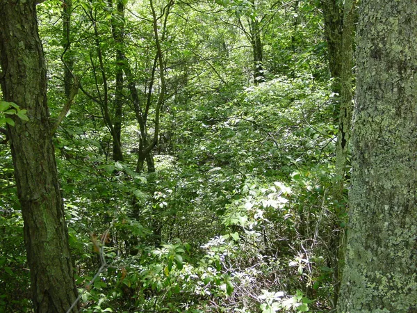 $25,000 | Tbd High Valley Drive South, Monterey, VA 24465