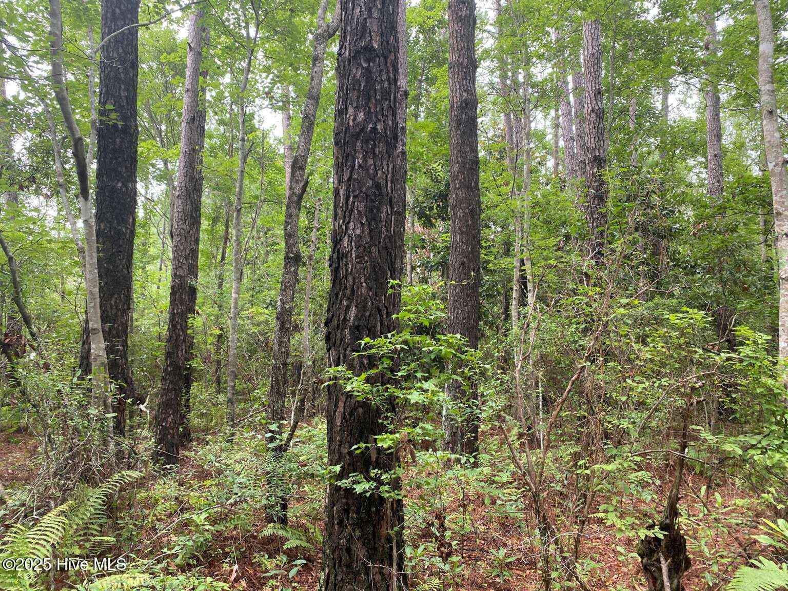 0 Lake Cole Road Midway Park, NC 28544 - Photo 11 of 21 Formosa.10