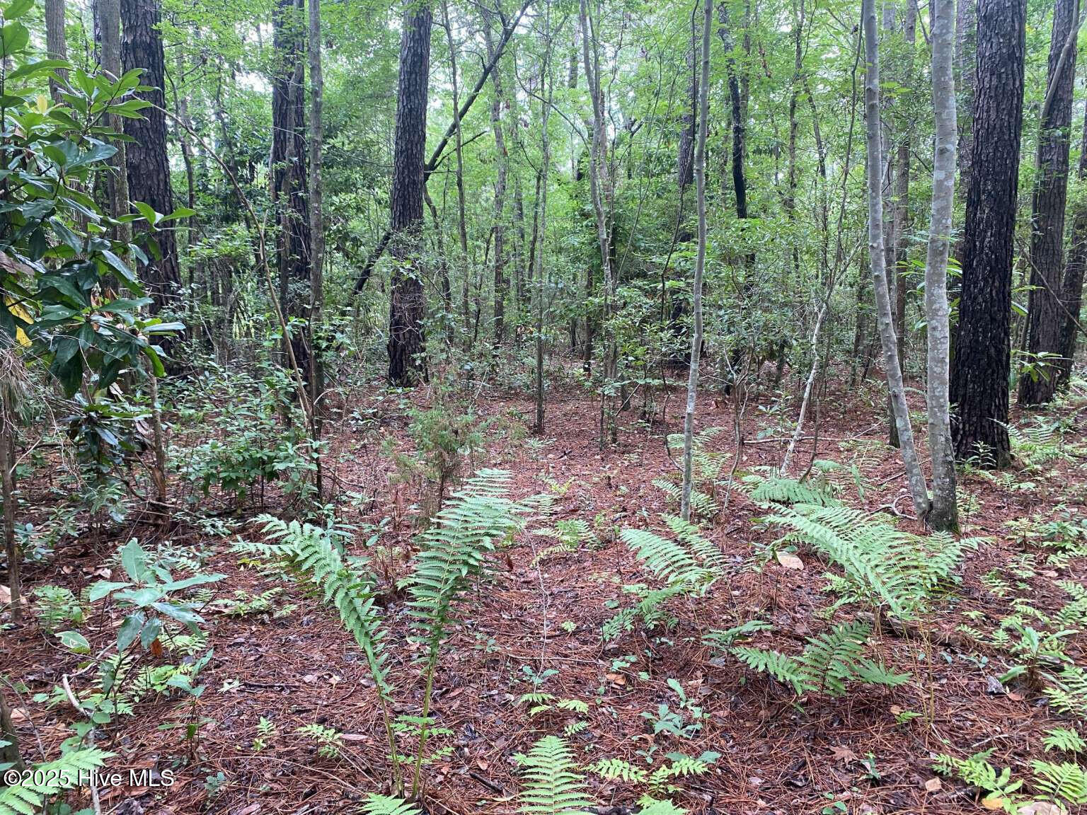 0 Lake Cole Road Midway Park, NC 28544 - Photo 12 of 21 Formosa.11