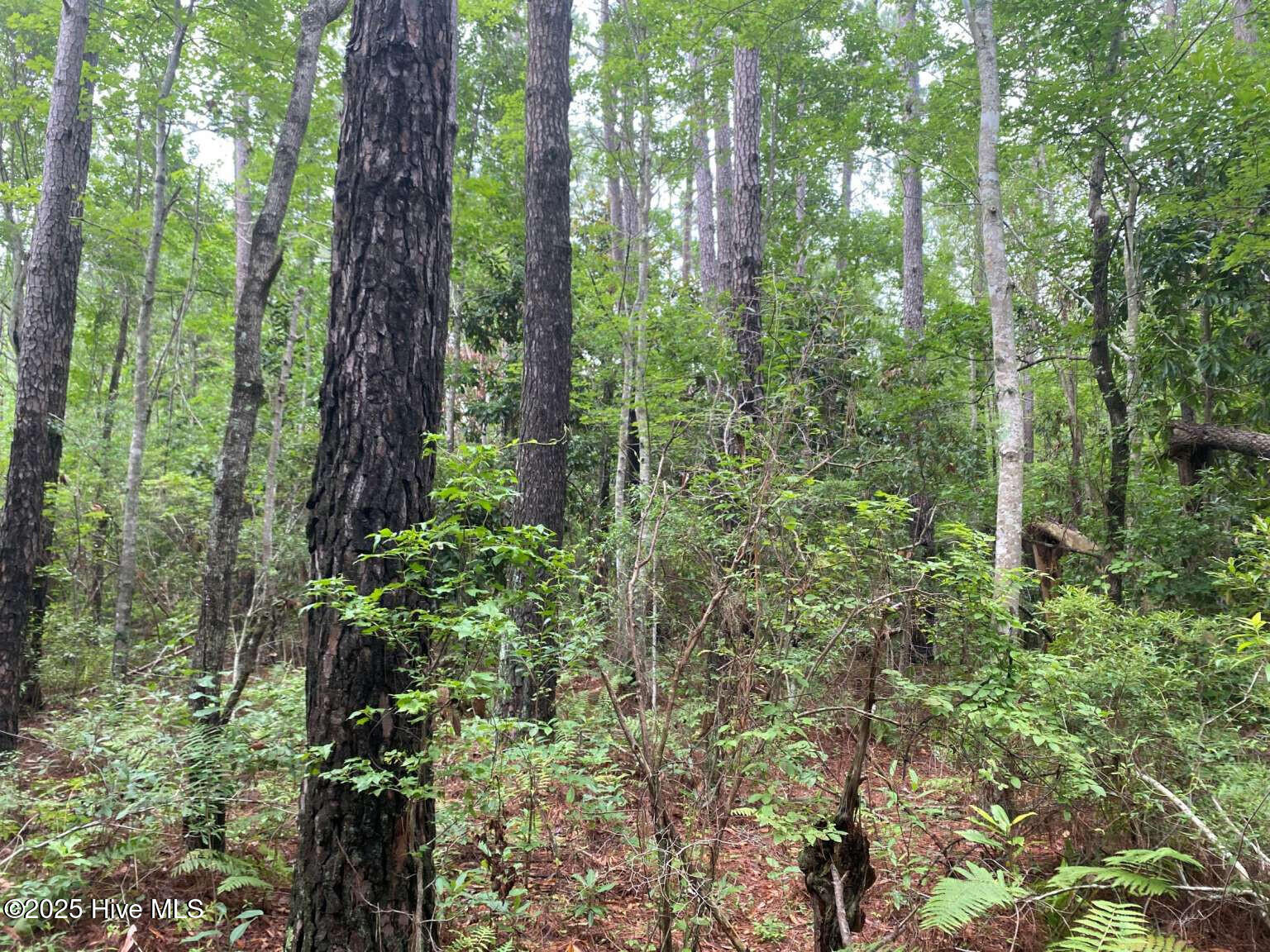 0 Lake Cole Road Midway Park, NC 28544 - Photo 14 of 21 Formosa.13