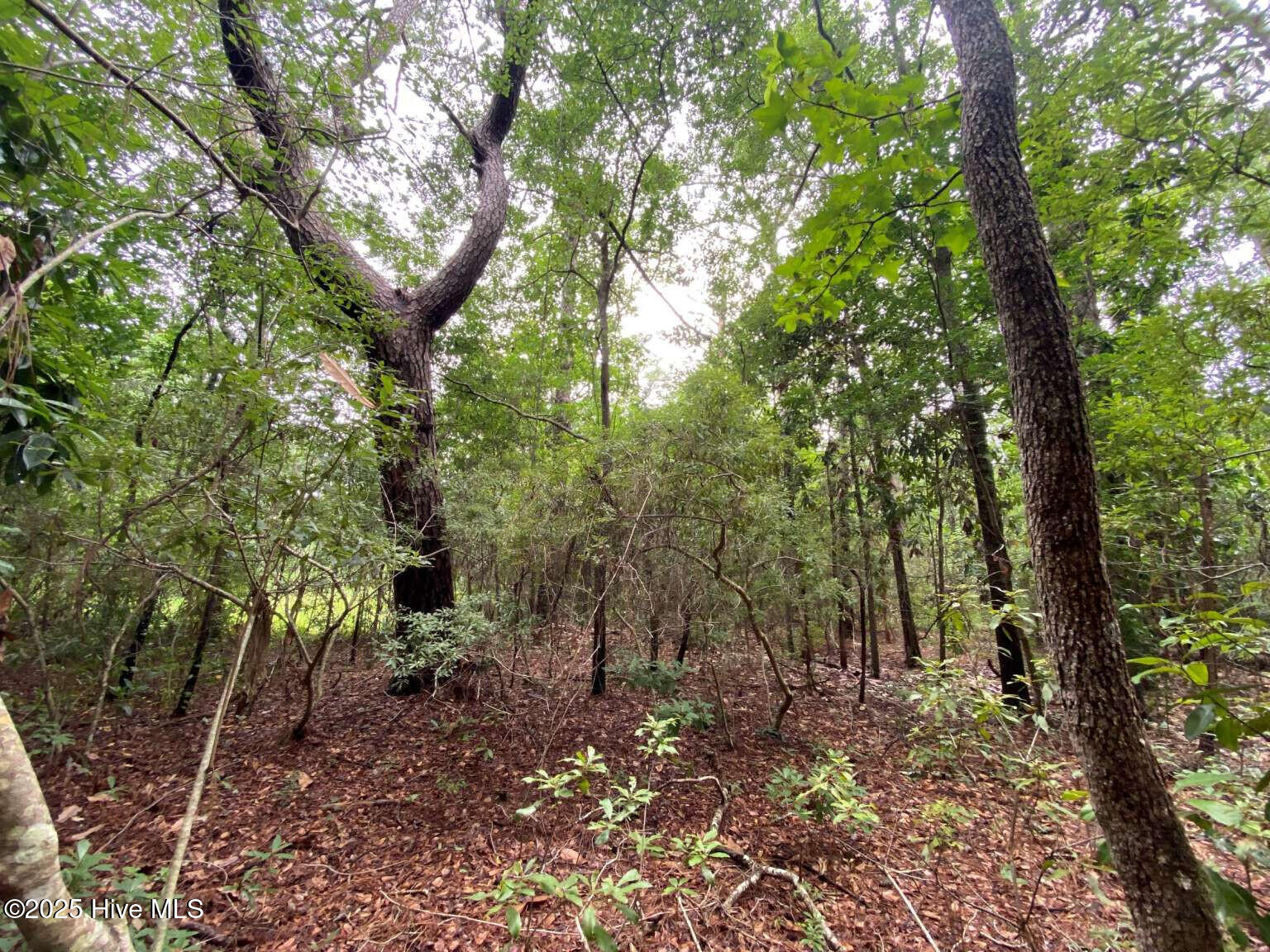 0 Lake Cole Road Midway Park, NC 28544 - Photo 7 of 21 Formosa.6