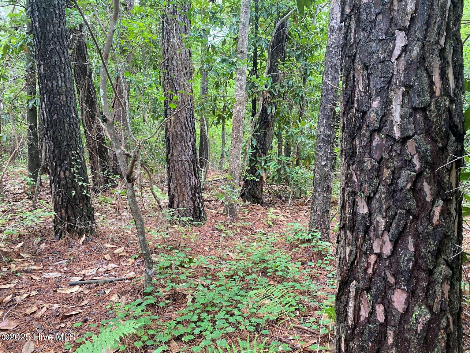 0 Lake Cole Road Midway Park, NC 28544 - Photo 9 of 21 Formosa.8