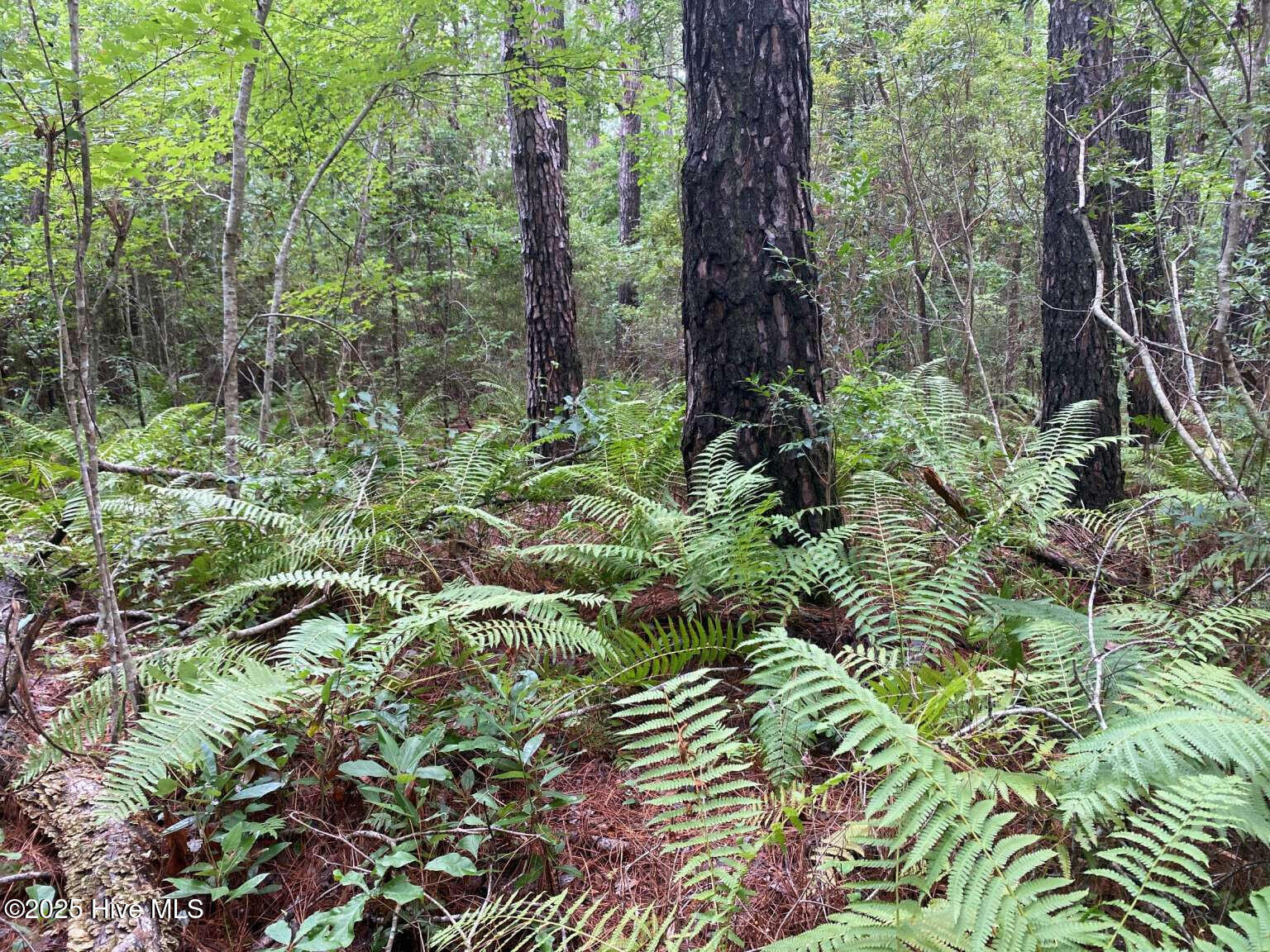 0 Lake Cole Road Midway Park, NC 28544 - Photo 10 of 21 Formosa.9