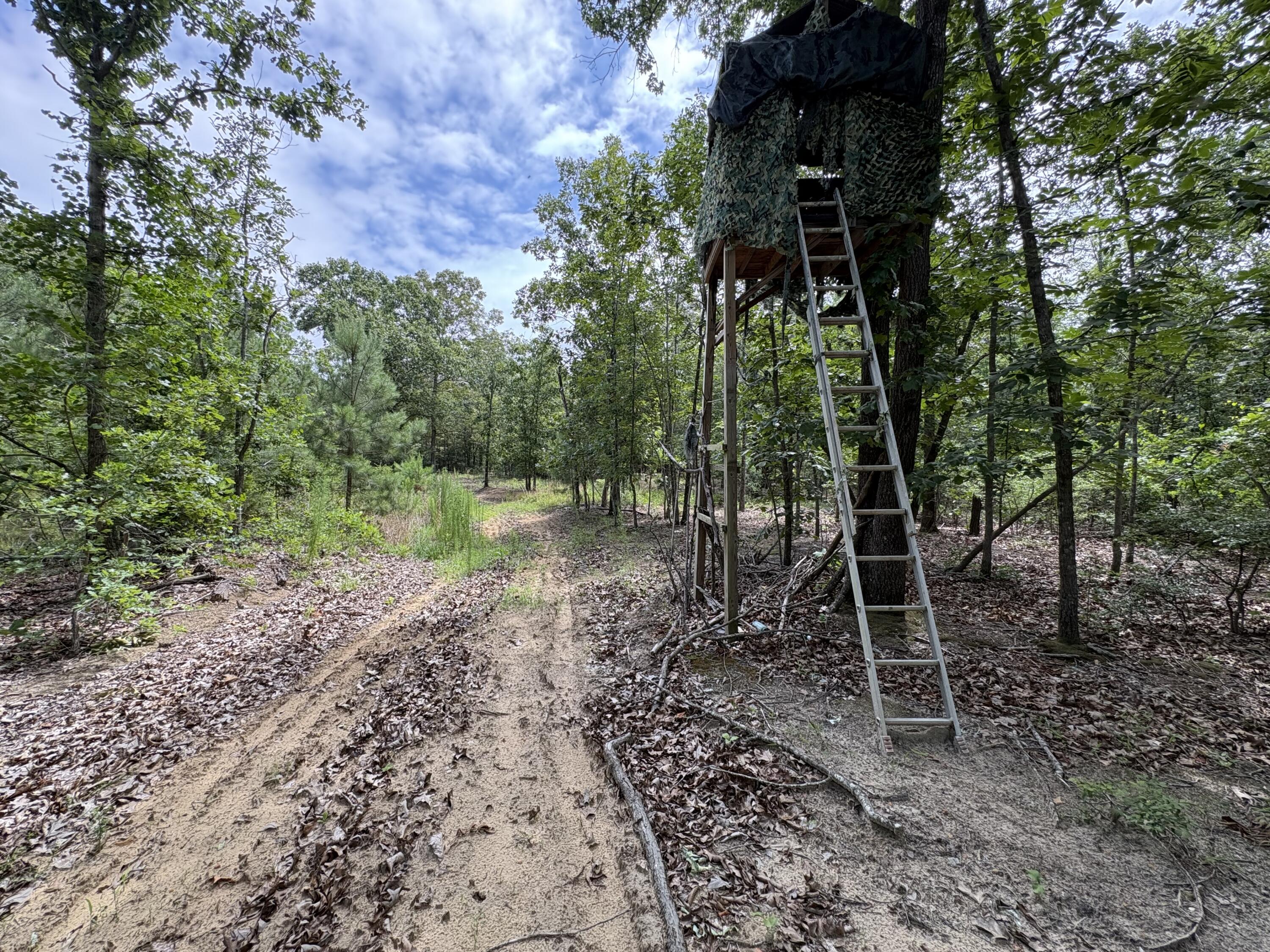 520 Springvale Road Bishopville, SC 29010 - Photo 11 of 31