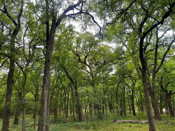 a view of a park with large trees
