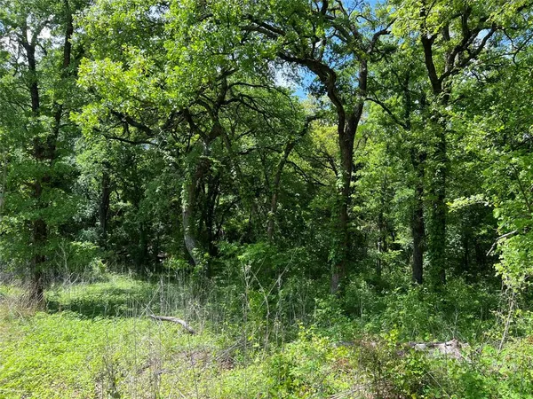 a view of a lush green forest