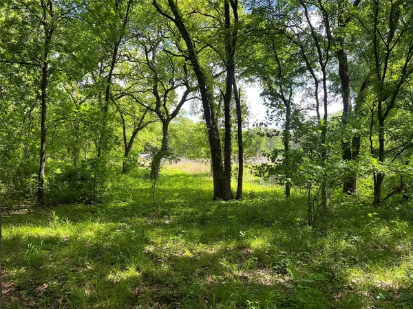 a view of lush green forest