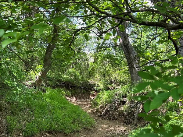 a view of a lush green forest