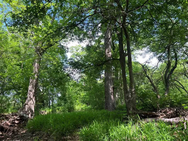 a view of forest