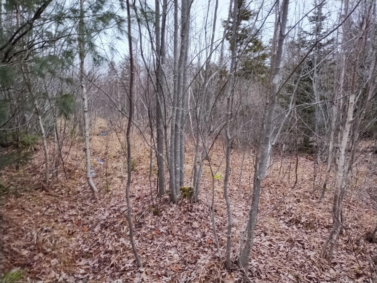 145 Dyer Bay Wood Road Steuben, ME 04680 - Photo 5 of 24 2553464494638499647