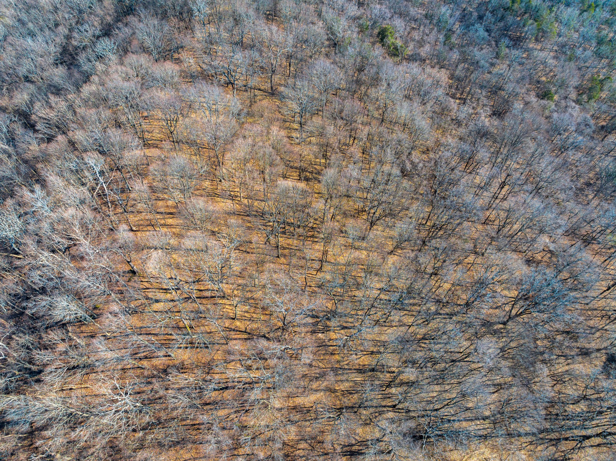 0 Rocky Branch Road Watertown, TN 37184 - Photo 7 of 22