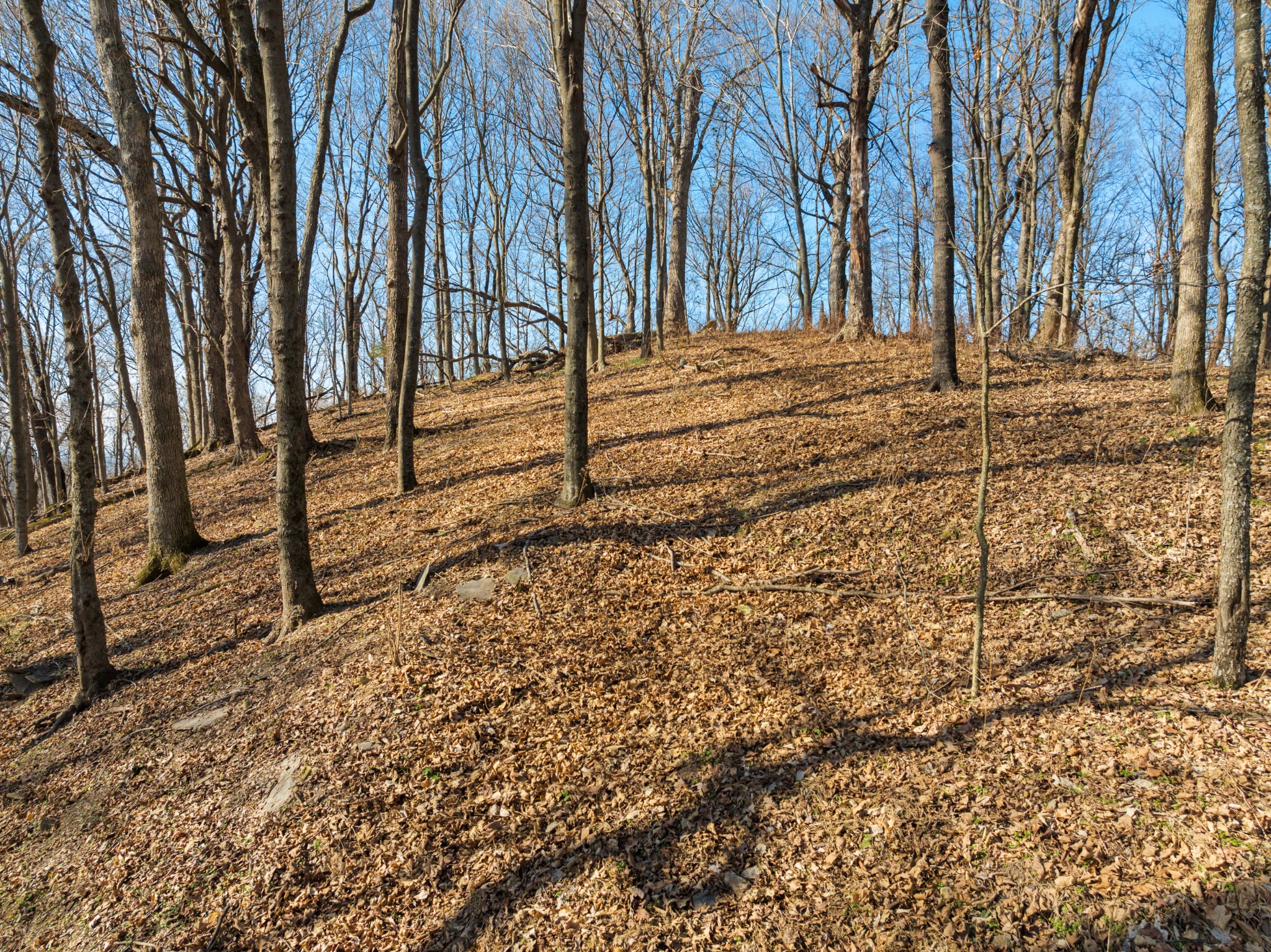 0 Rocky Branch Road Watertown, TN 37184 - Photo 9 of 22