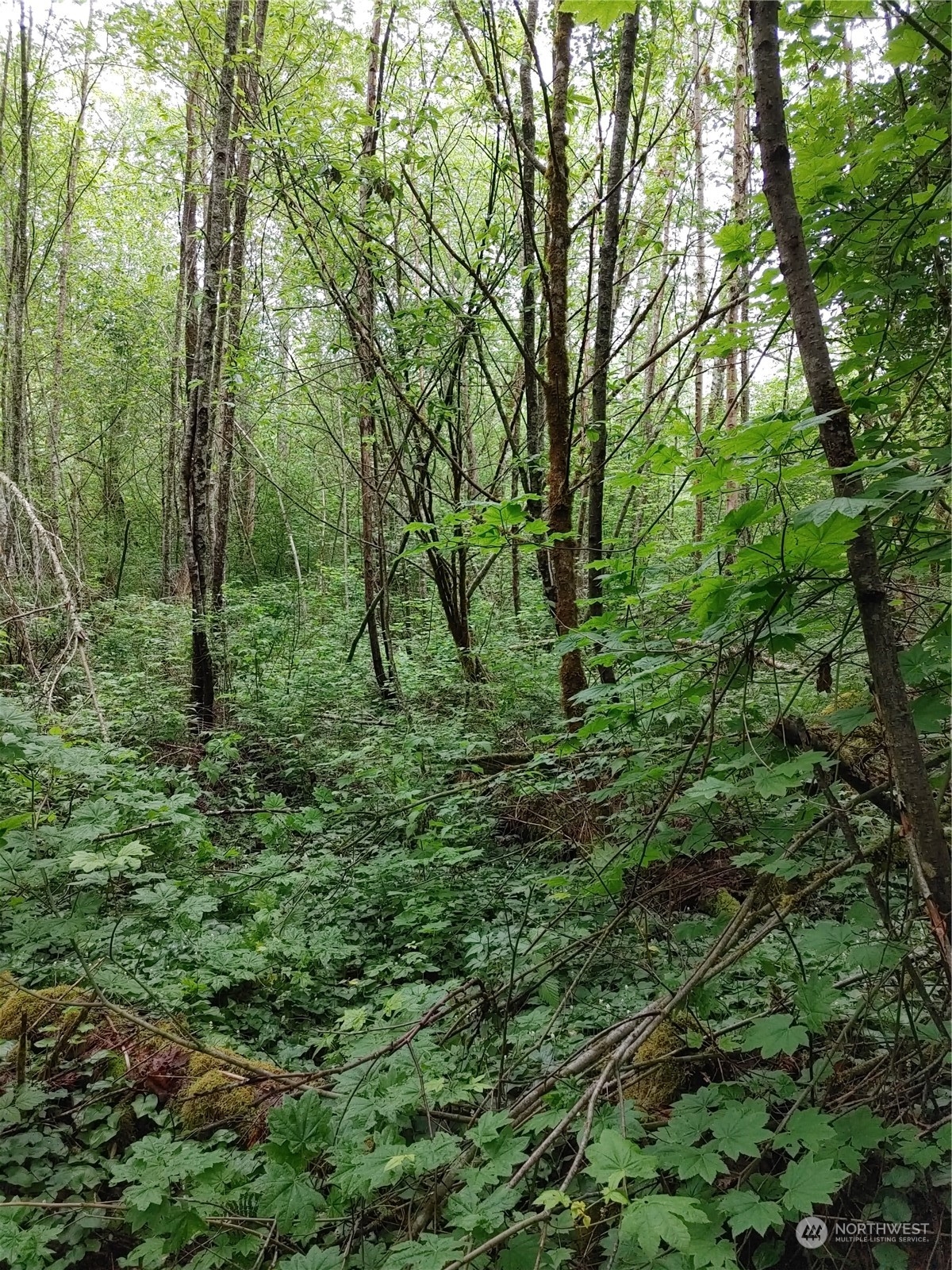 0 Butler Creek Road Sedro-Woolley, WA 98284 - Photo 13 of 19 Gallery Image 13