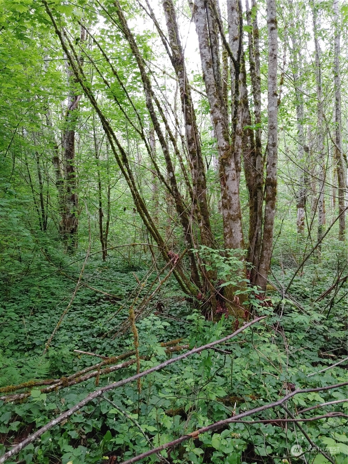 0 Butler Creek Road Sedro-Woolley, WA 98284 - Photo 14 of 19 Gallery Image 14