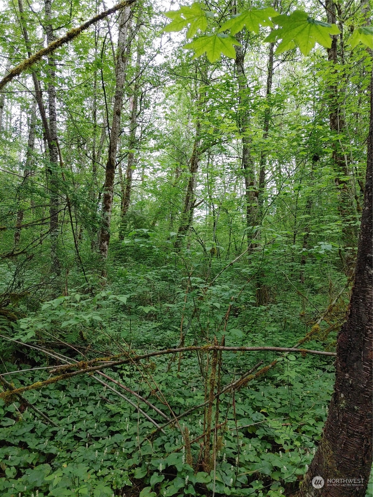 0 Butler Creek Road Sedro-Woolley, WA 98284 - Photo 15 of 19 Gallery Image 15