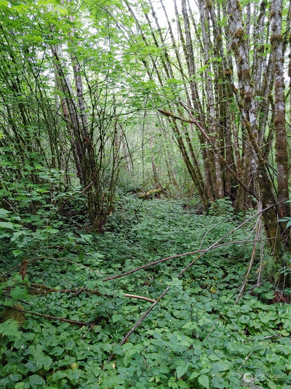 0 Butler Creek Road Sedro-Woolley, WA 98284 - Photo 16 of 19 Gallery Image 16