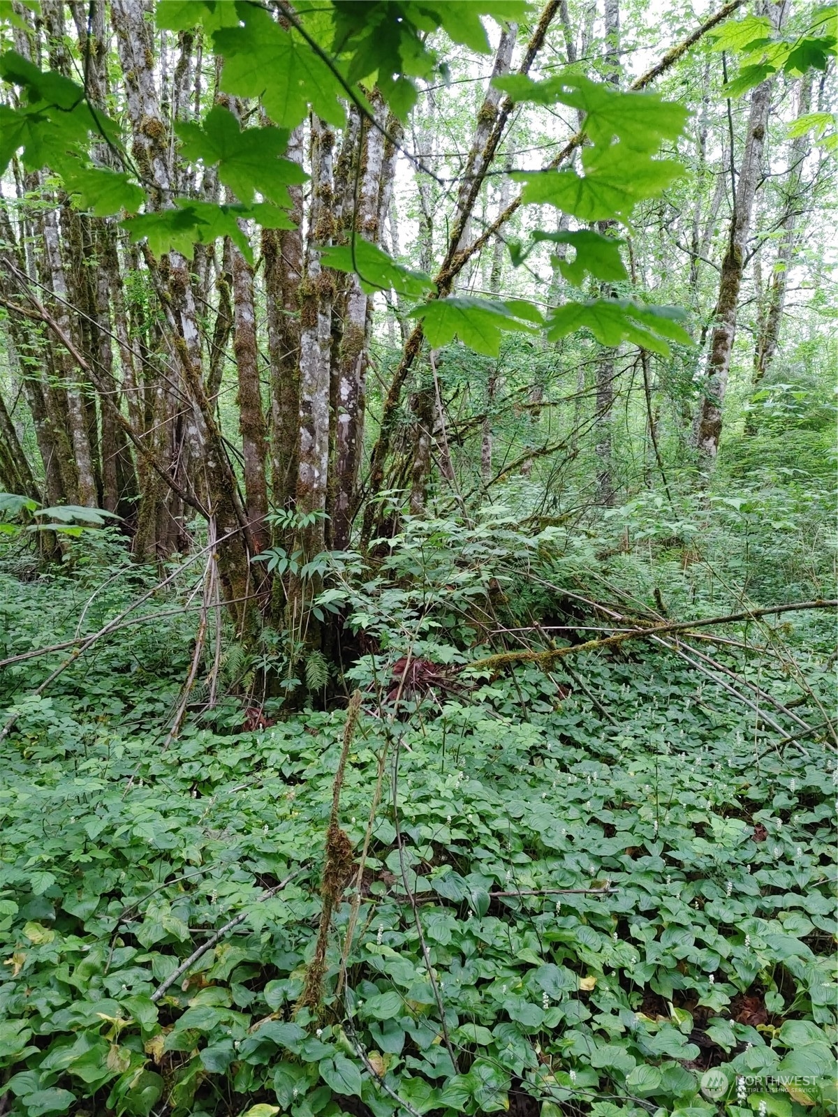 0 Butler Creek Road Sedro-Woolley, WA 98284 - Photo 17 of 19 Gallery Image 17