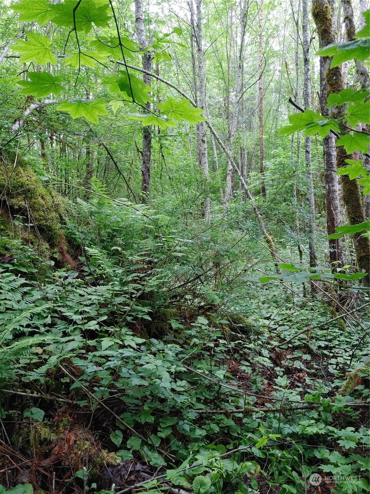 0 Butler Creek Road Sedro-Woolley, WA 98284 - Photo 19 of 19 Gallery Image 19