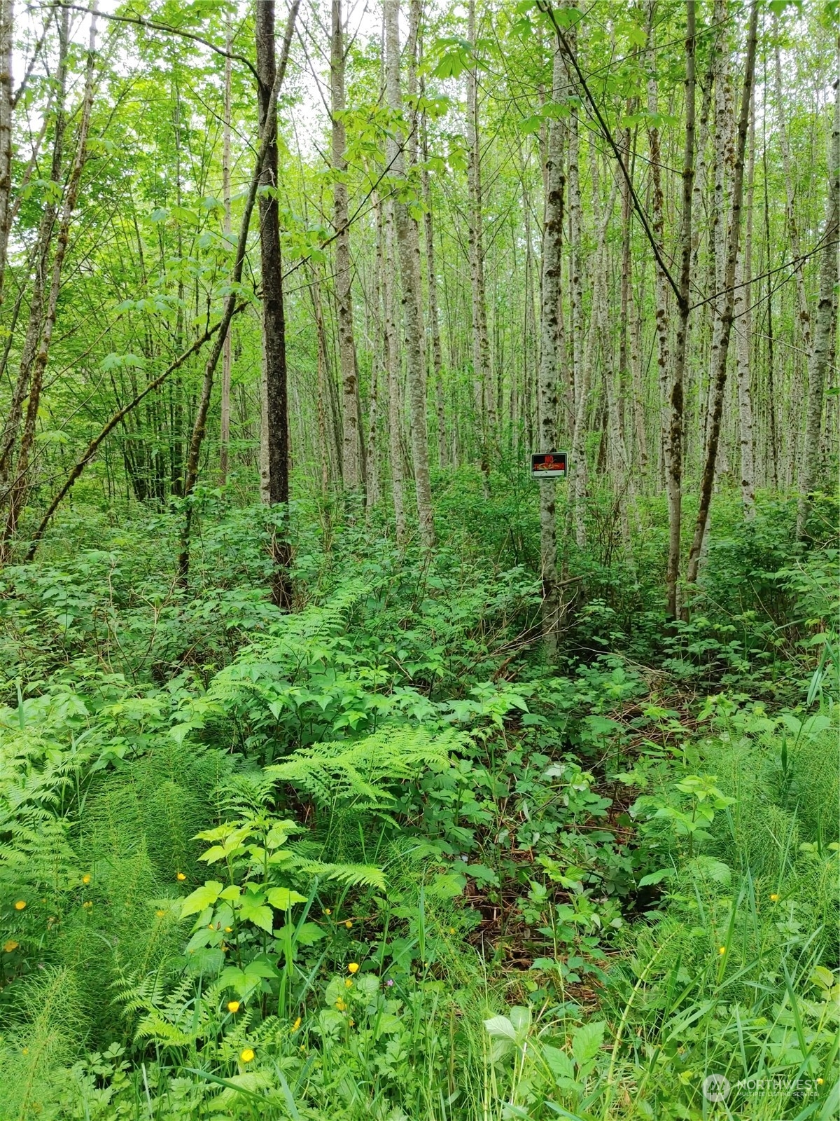 0 Butler Creek Road Sedro-Woolley, WA 98284 - Photo 2 of 19 Gallery Image 2