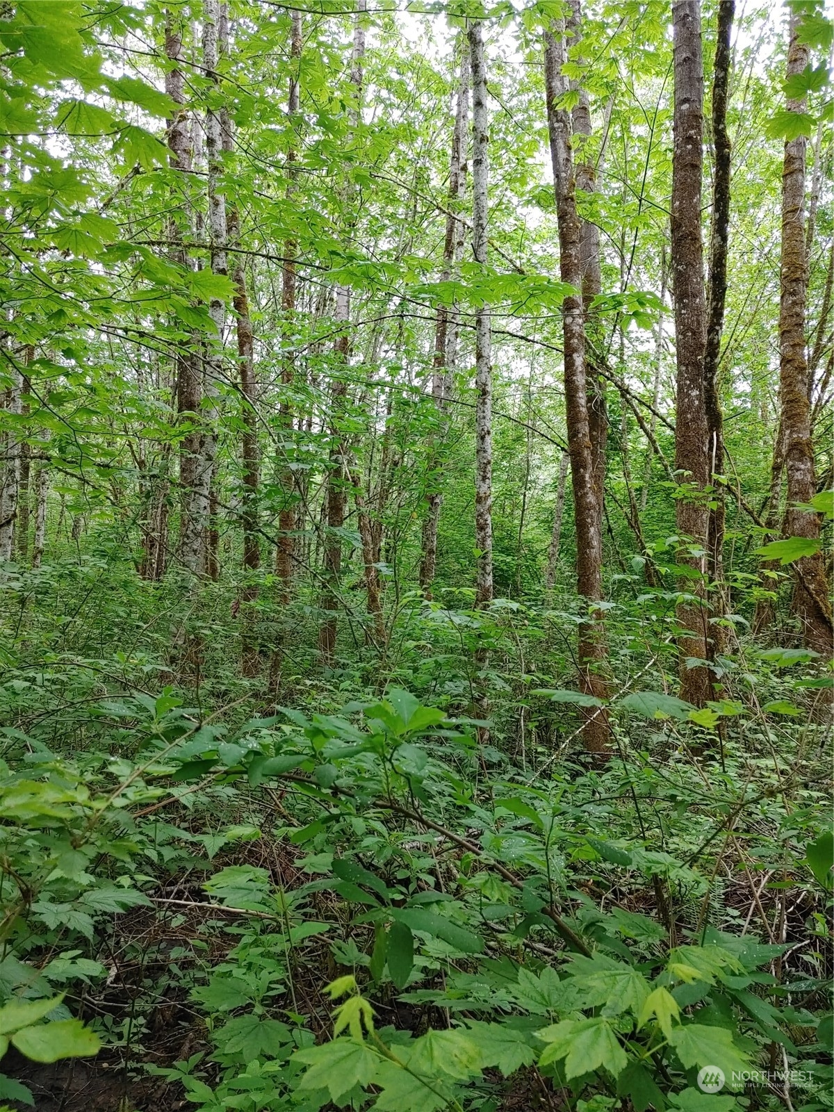 0 Butler Creek Road Sedro-Woolley, WA 98284 - Photo 10 of 19 Gallery Image 10