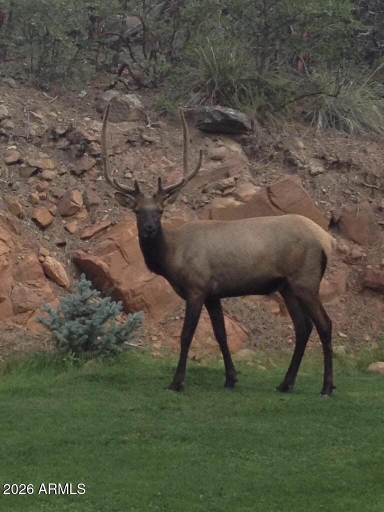 415 East Rim Estates Trail Payson, AZ 85541 - Photo 57 of 76 IMG_4270