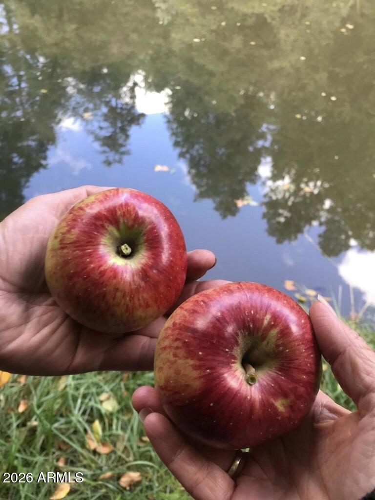 415 East Rim Estates Trail Payson, AZ 85541 - Photo 60 of 76 IMG_4273