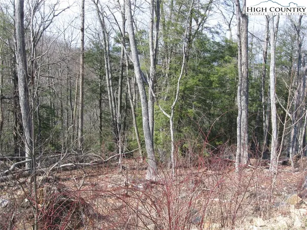 a view of a forest