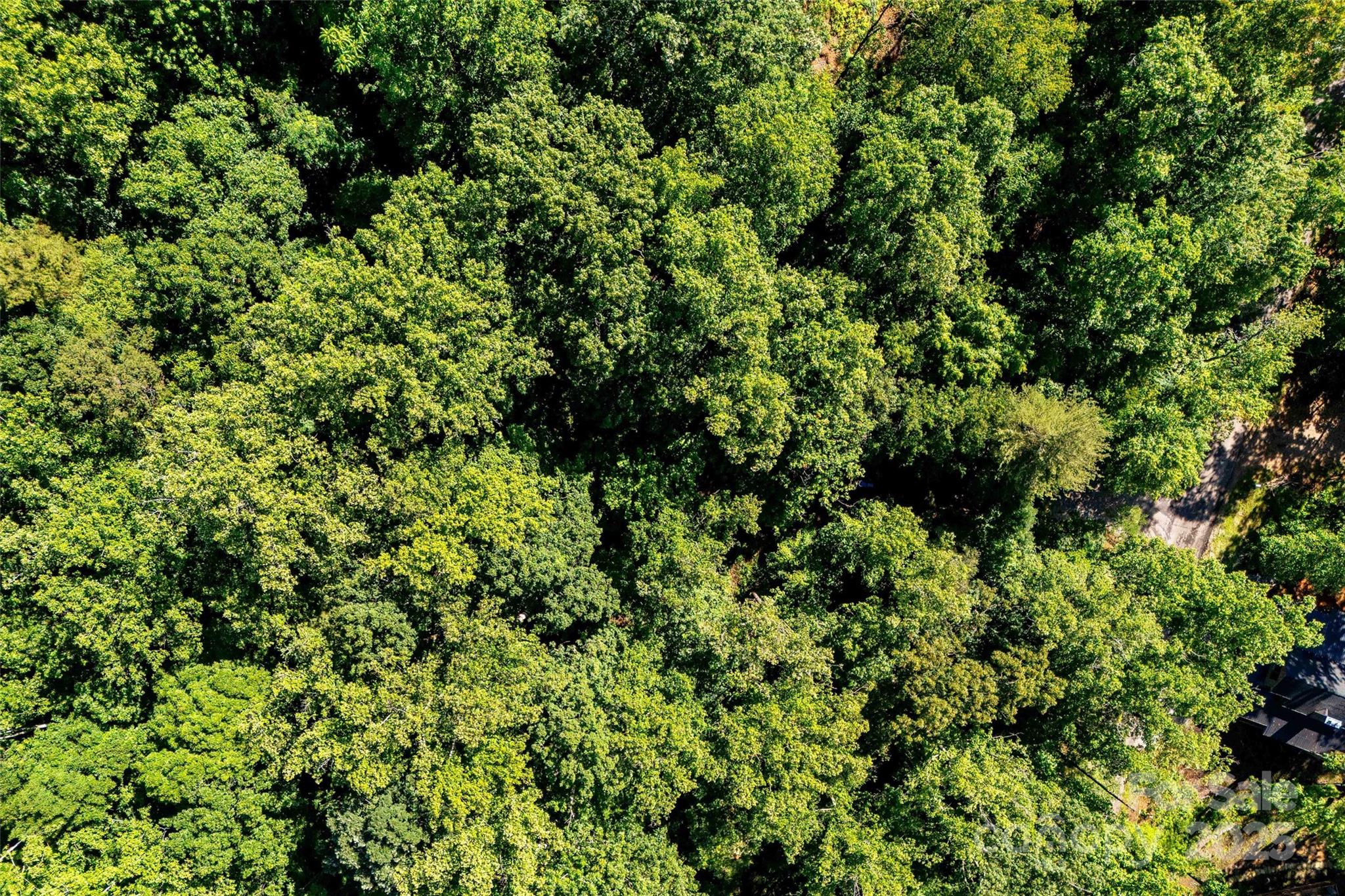 Lot #76 Hunnicut Spur Road Marion, NC 28752 - Photo 14 of 28 a view of a lush green forest