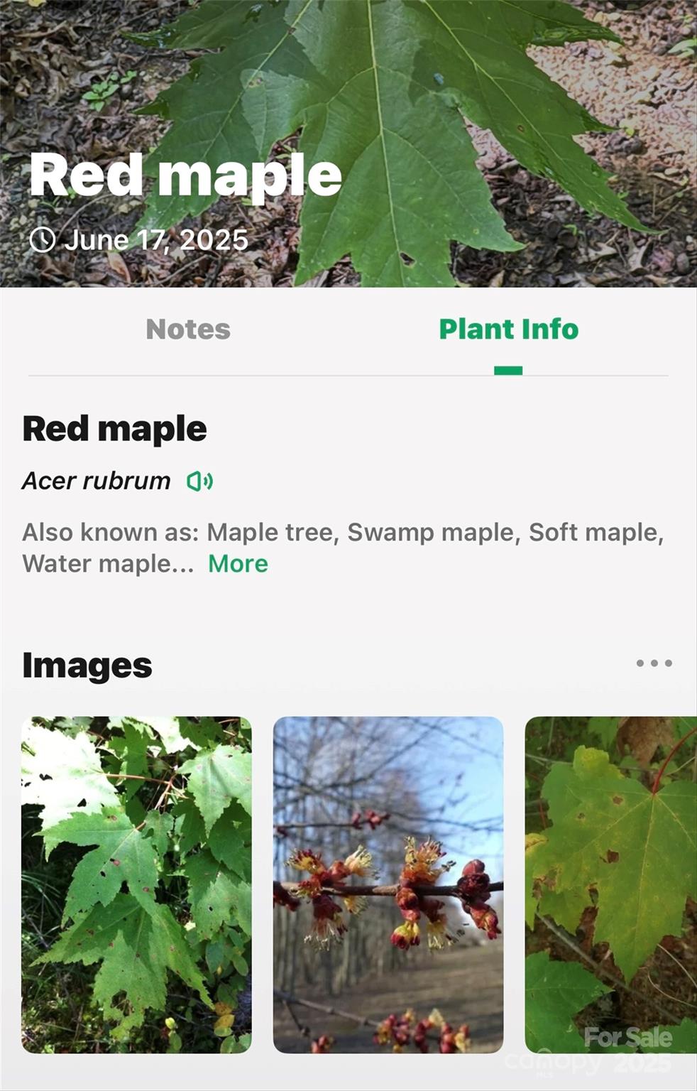 Lot #76 Hunnicut Spur Road Marion, NC 28752 - Photo 20 of 28 a picture of a park