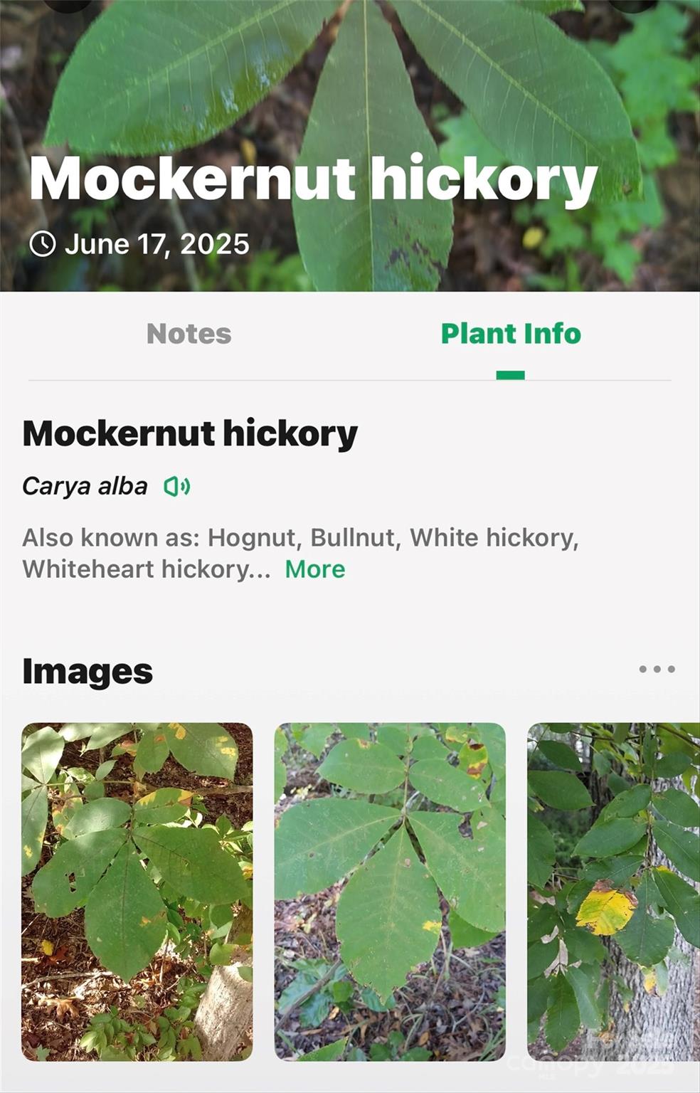 Lot #76 Hunnicut Spur Road Marion, NC 28752 - Photo 24 of 28 a picture of a park